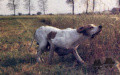 Pedigree KEMPES DELLA CISA Pedigree KEMPES DELLA CISA